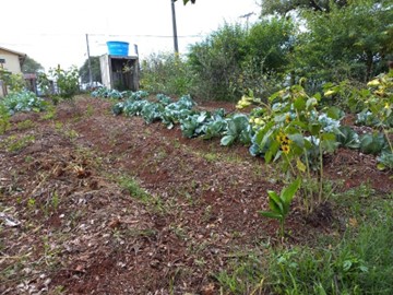 Canteiros da horta comunitária