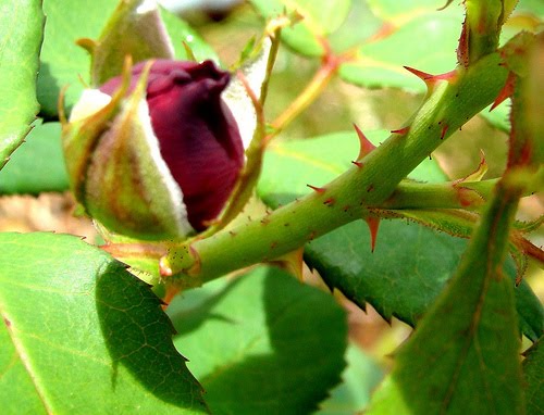 ROSA COM ESPINHOS