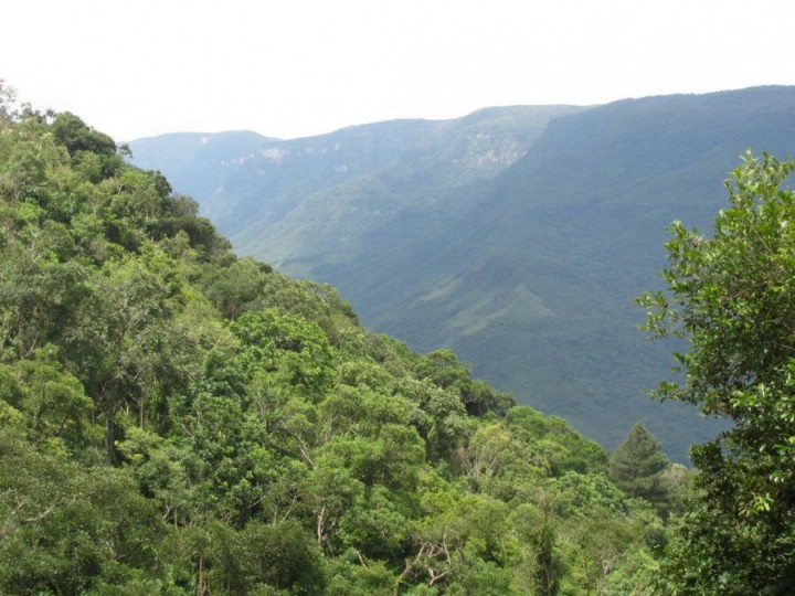 Mata Atlântica no RS