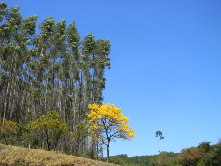 Ipê e eucaliptal