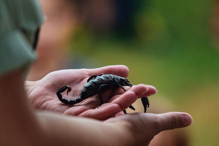 Escorpião