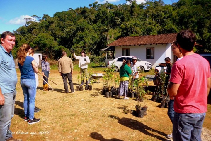 Plantio de árvores nativas em Santa Catarina