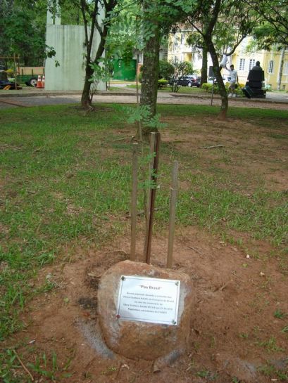 Pau Brasil - Árvore do centenário OGA