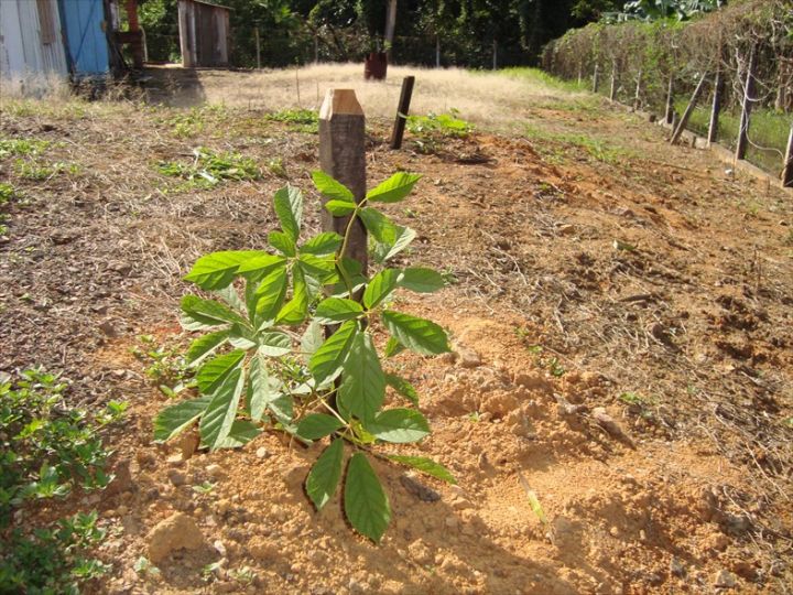 Comunidade Rio Novo planta seu Ipê Amarelo