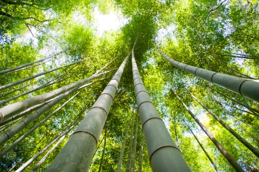 razão de ser do Bambu