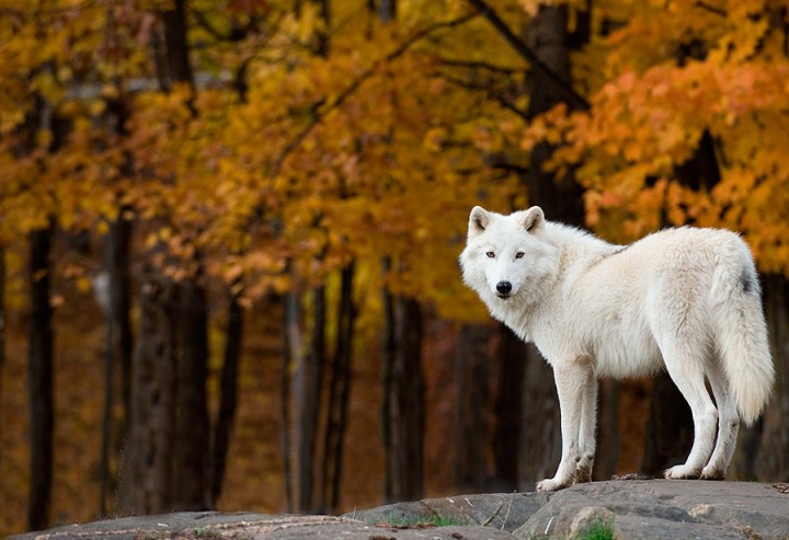 Lobos