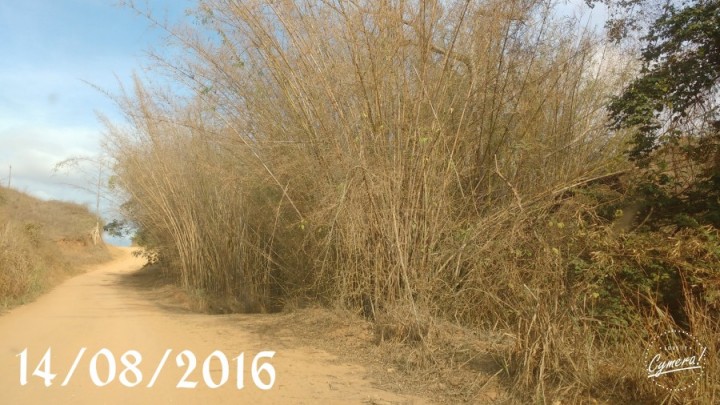 Bambu a beira de córrego morrendo